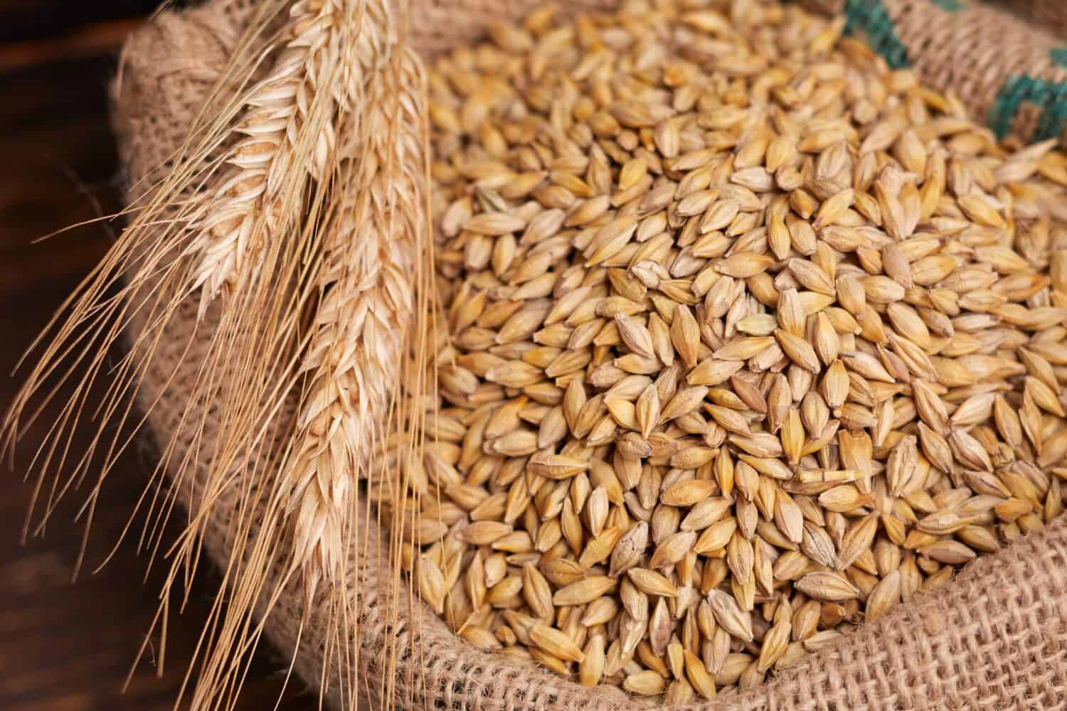 Barley-for Belly Fat Lose